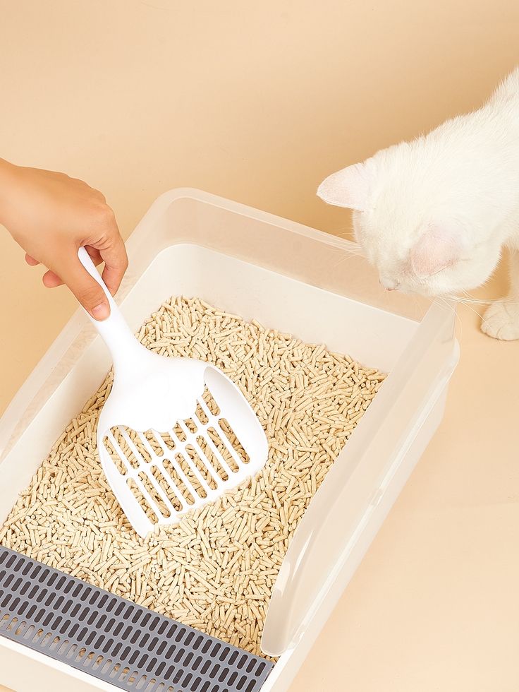 How Often Should You Change Cat Litter?