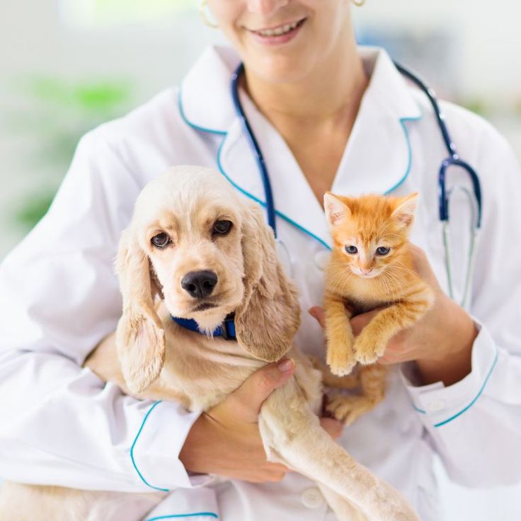 Dog scared of going to the vet? Read this!