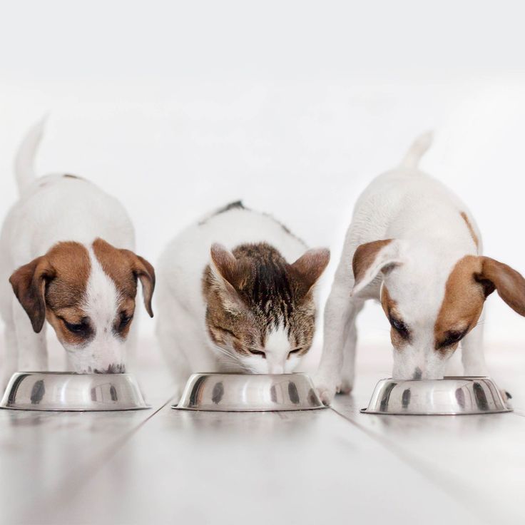 Why Choose Freeze-Dried Raw Food for Your Dogs & Cats?