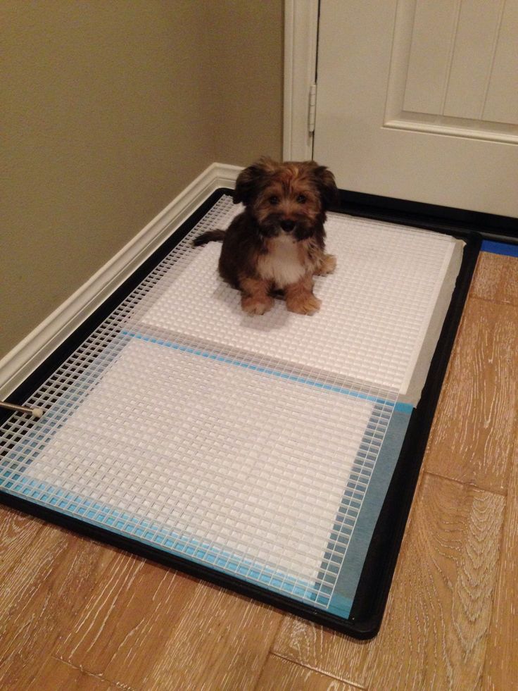 How to Choose the Right Dog Pee Pads.