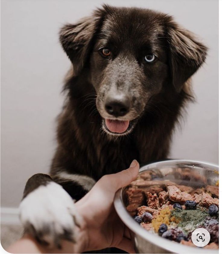 How to Ensure Optimal Dog Health.