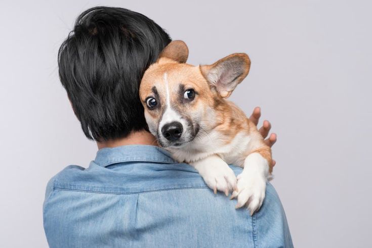 Dog Anxiety: Causes, Routines, and Tips to Keep Your Pup Calm