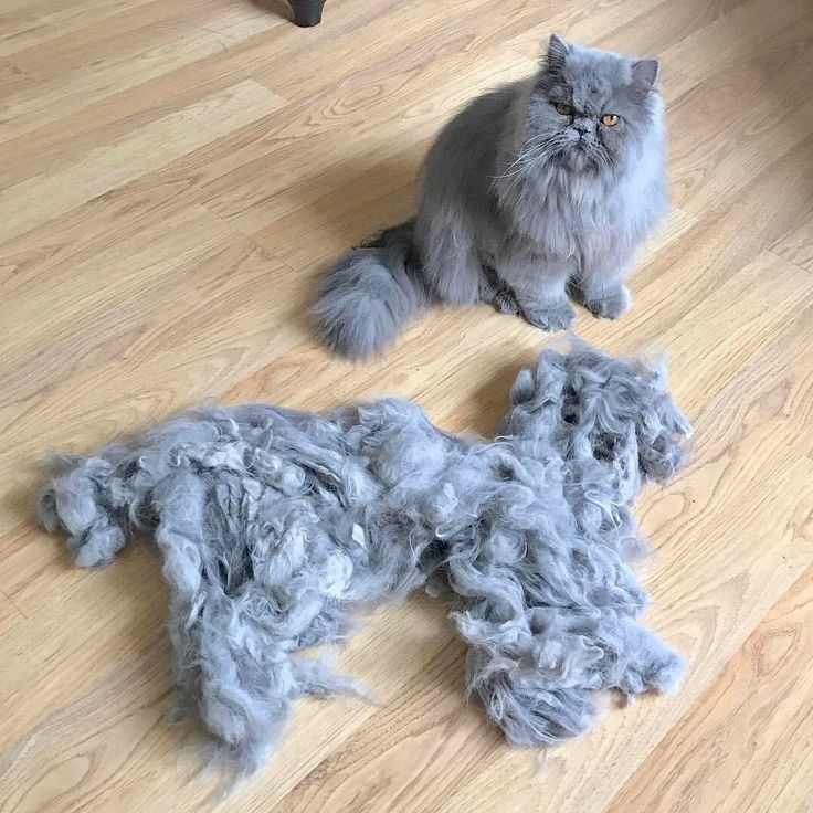 5 Easy Ways to Reduce Cat Shedding Naturally