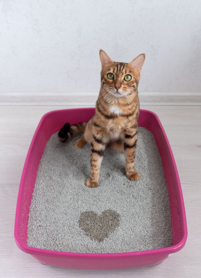 Purr-fectly Clean: The Importance of Regular Cat Litter Changes.