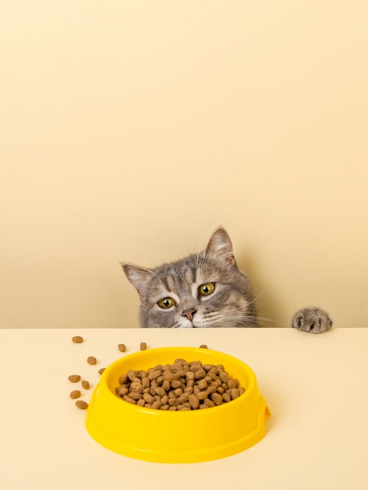 A Cat Owner's Guide to Choosing the Best Cat Food.