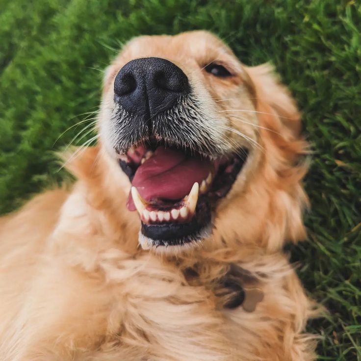 7 Fun Ways to Get Rid of Dog Bad Breath Without Brushing