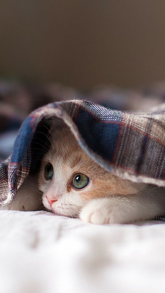 How to Take Care of a Kitten for Beginners