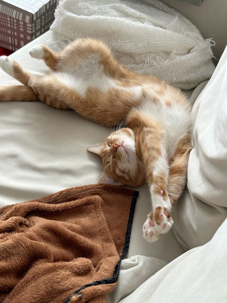 Say Goodbye to Cat Odors: Essential Tips for a Fresh Living Space.