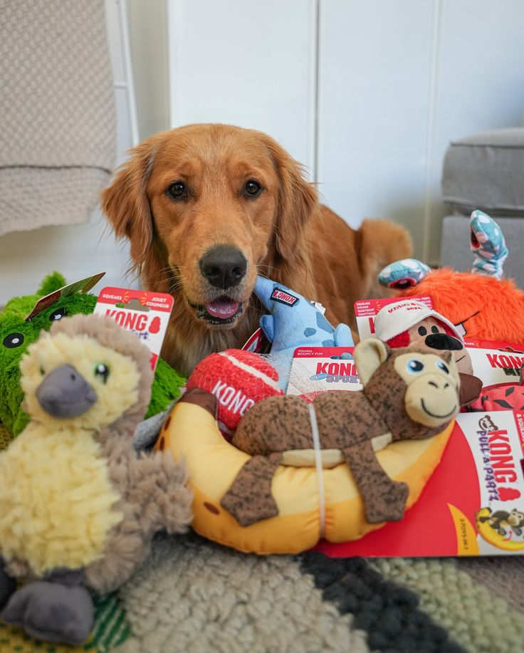 Why Dog Toys Matter for Health, Happiness & Training