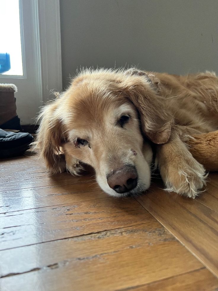 7 Essential Tips for Caring for Your Senior Dog