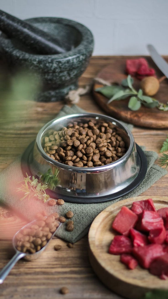 How to choose the best kibble for your dog?