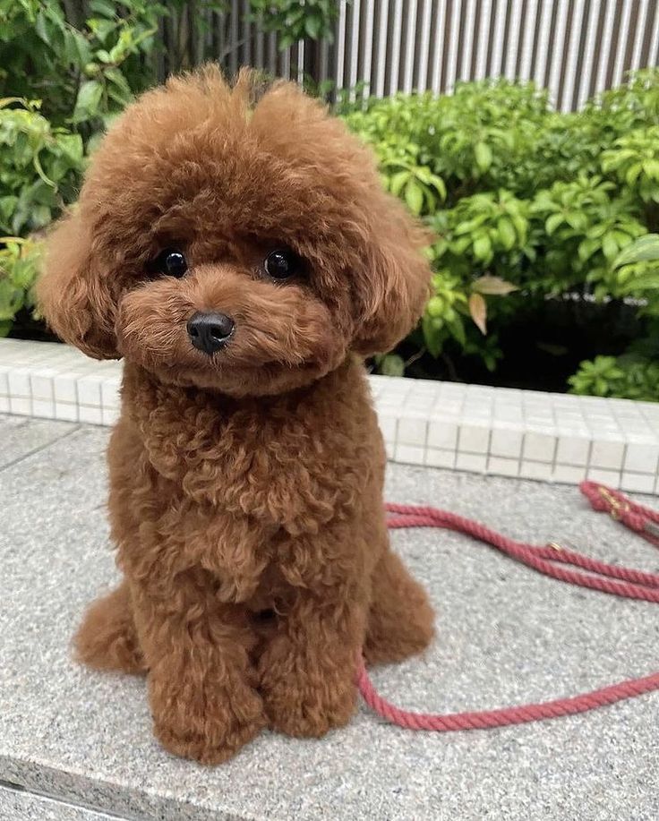 The First Steps: A Guide to Puppy Care and Essentials.